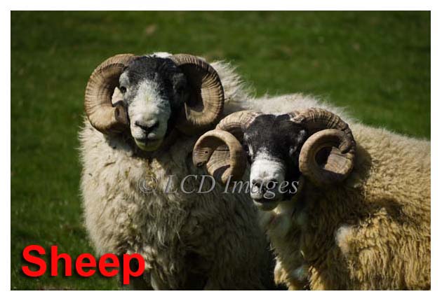 Sheep